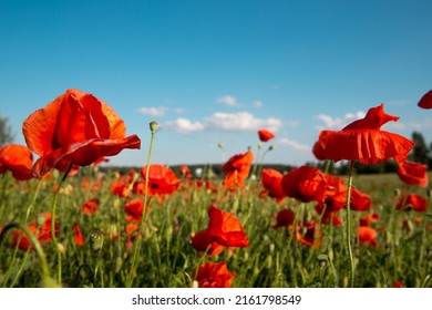 Red poppy flowers in the field. Meadow of wildflowers with poppies against the sky in spring.