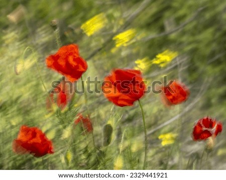 Similar – Image, Stock Photo Tuesday poppy, orange and red