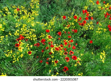 Red Poppy Flowers Growing In Flower Meadow, Top View. Beautiful Natural Spring Summer Background. Colorful Floral Wallpaper. Beauty In Nature.