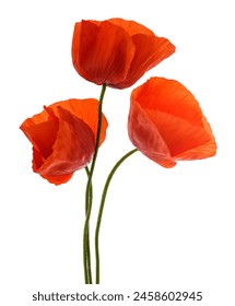 Red poppy flowers isolated on white background
