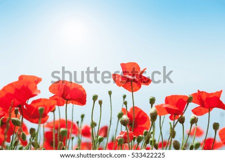 Image, Stock Photo Flowering poppy