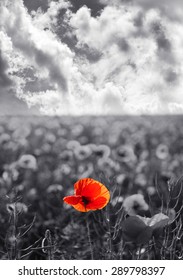 Red Poppy Flowers For Remembrance Day / Sunday