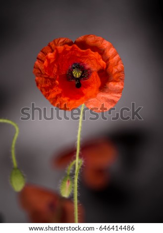 Similar – Summer poppy flower