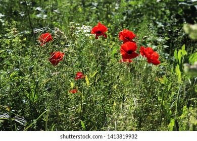 Red poppy Flowers in