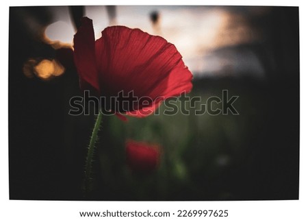 Similar – Hand touching a red poppy