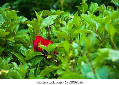 A Red Poppy Growing Among Green Leaves Of Pagoda Dogwood Tree