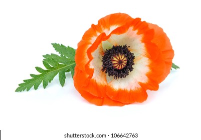 Red poppy isolated on white