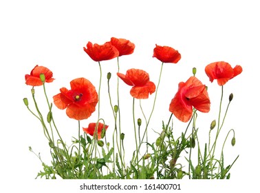 Red Poppy Isolated On White