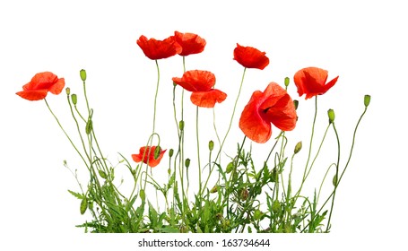 Red Poppy Isolated On White