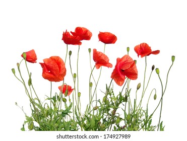 Red Poppy Isolated On White