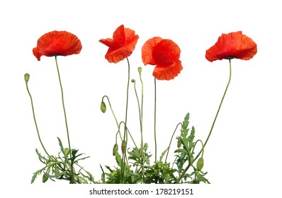 Red Poppy Isolated On White