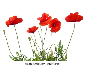 Red Poppy Isolated On White