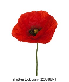 Red Poppy Isolated On White