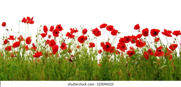 Red Poppy Isolated On White