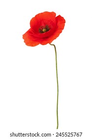 Red Poppy Isolated On White.