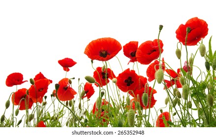 Red Poppy Isolated On White