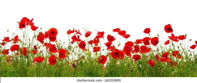 Red Poppy Isolated On White