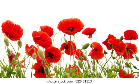 Red Poppy Isolated On White