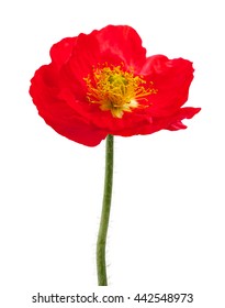 Red Poppy Isolated On White Background