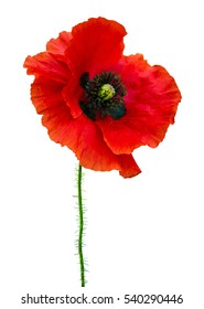 Red Poppy Isolated On White Background