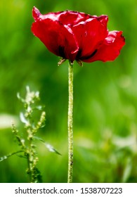 Red Poppy In Lurie Garden