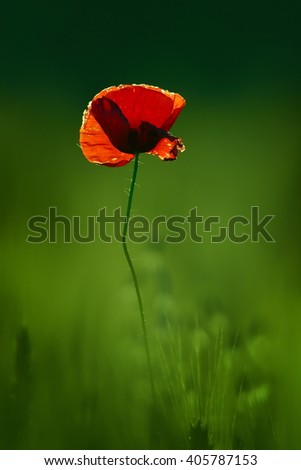 Similar – Foto Bild Mohn am Donnerstag Natur