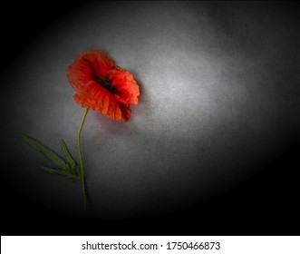 Red poppy on piano flaps - condolence card