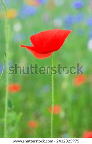 A red poppy is the only flower in a field of green grass. The field is full of other flowers, but the red poppy stands out as the focal point. Concept of solitude and beauty