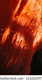 Red Poppy Petal Closeup. Natural Raindrops. Flowers Mobile Phone Wallpaper. Abstract Floral Bright Background. Vertical Backdrop. Papaveroideae. Macro