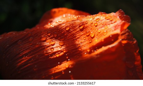 Red Poppy Petal Closeup. Natural Raindrops. Abstract Floral Bright Background Or Wallpaper. Papaveroideae. Macro