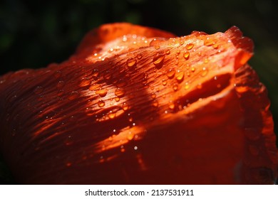 Red Poppy Petal Closeup. Natural Raindrops. Abstract Floral Bright Background Or Wallpaper. Papaveroideae. Macro