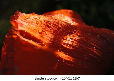 Red Poppy Petal Closeup. Natural Raindrops. Abstract Floral Bright Background Or Wallpaper. Papaveroideae. Macro