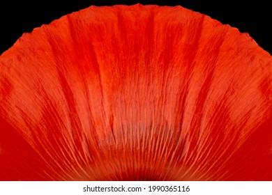 Red poppy petal, on the black background. Beautiful texture, close-up. Background image for design