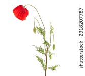 Red poppy plant isolated on white, Papaver rhoeas