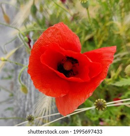 Red Poppy For Remembrance Day Remembering The Soldiers That Died In World War 1.