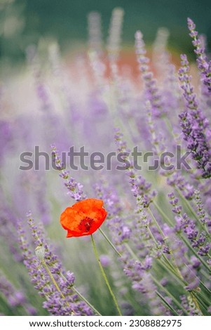 #A# Lavender Red