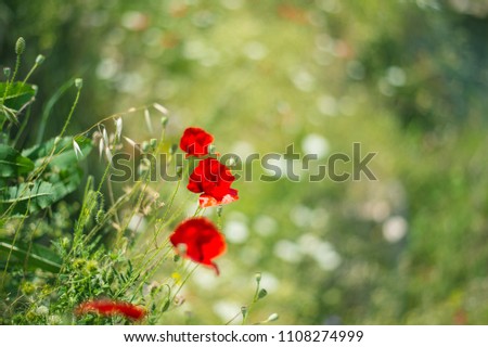 Similar – Flowers in the garden