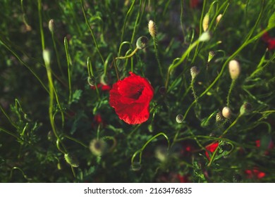Red poppy in tall green grass, close up