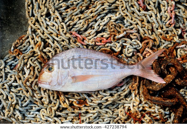 Red Porgy\
marine cultured fish on tackle\
background