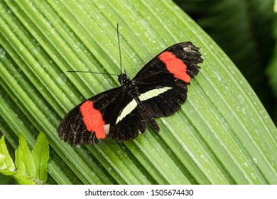 red postman butterfly clipart