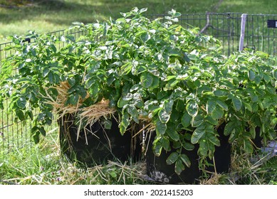 Red Potatoes With Straw Mulch Growing In Fabric Grow Bag In Garden