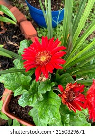 Red Potted Gerbera Daisy Blooms 