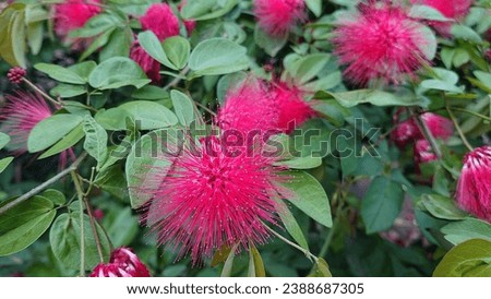 Red Powder Puff Flower. The scientific name is Calliandra haematocephala Hassk. Blooms outdoors