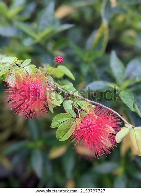 Red powderpuff. It is a fast growing shrub\
that can grow tall but also spreads\
wide.