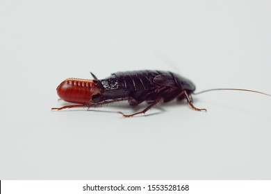 Giant Cockroach Images, Stock Photos & Vectors | Shutterstock