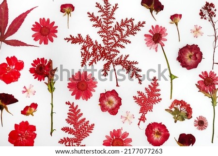 Similar – Image, Stock Photo Red dried flowers and old photos