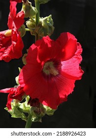 Red Pretty Flower Of Mallow Plant In The Garden