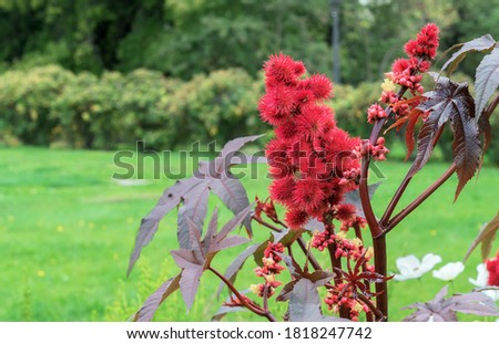 Red prickly fruits of the castor oil plant or Ricinus communis from which medical castor oil is produced.