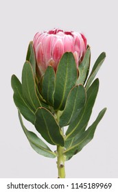 Red Protea Flower On Gray Background