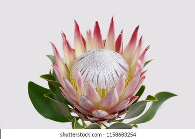 Red Protea Flower On White Background